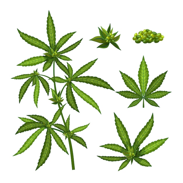 Free Vector botanical cannabis leaves collection