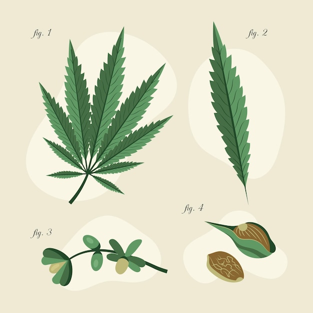 Free Vector botanical cannabis leaves pack