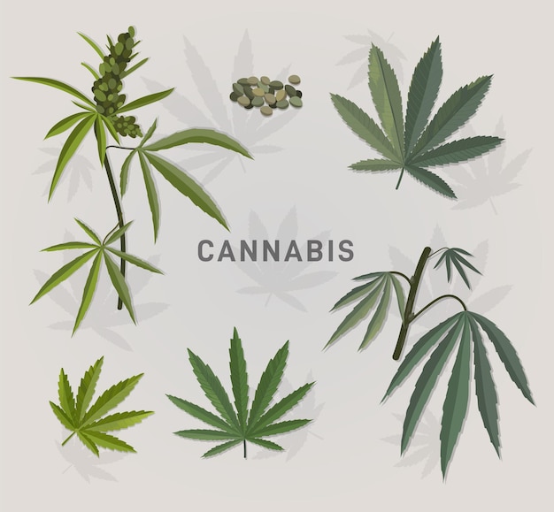 Botanical cannabis leaves set