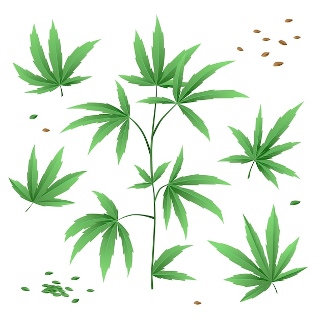 Botanical cannabis leaves