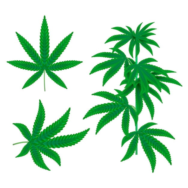 Botanical cannabis leaves