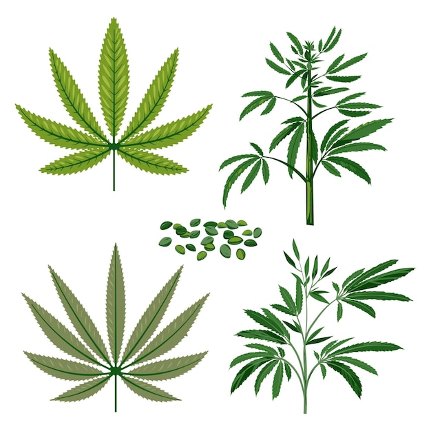 Free Vector botanical cannabis leaves