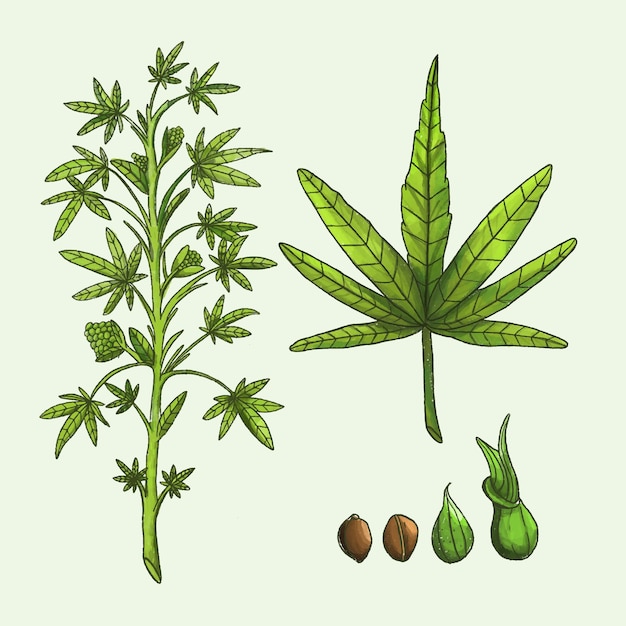 Botanical cannabis leaves