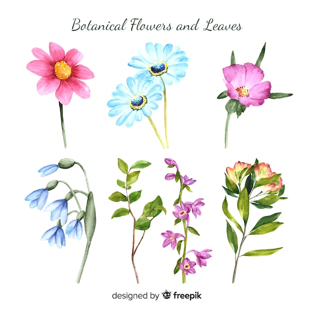 Botanical flower and leaves collection