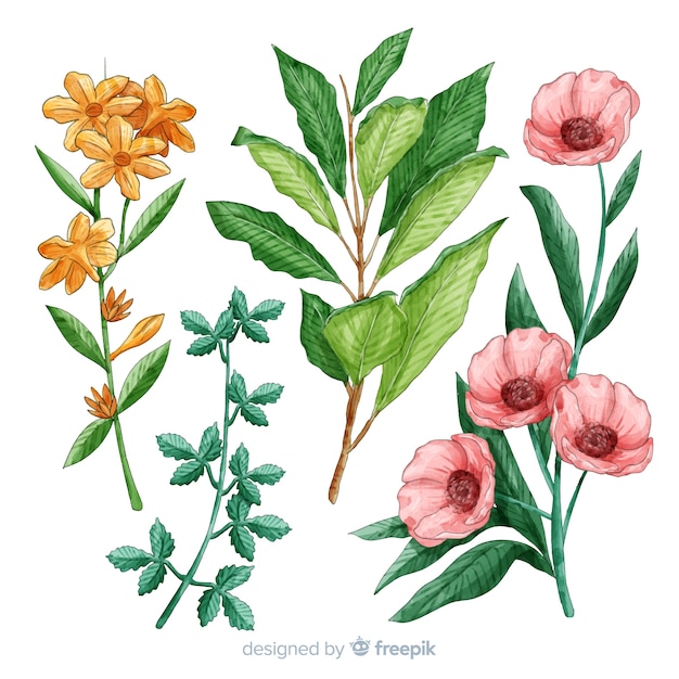 Free Vector botanical flower and leaves collection