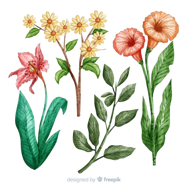 Botanical flower and leaves collection