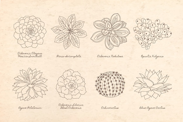 Free Vector botanical garden element collection