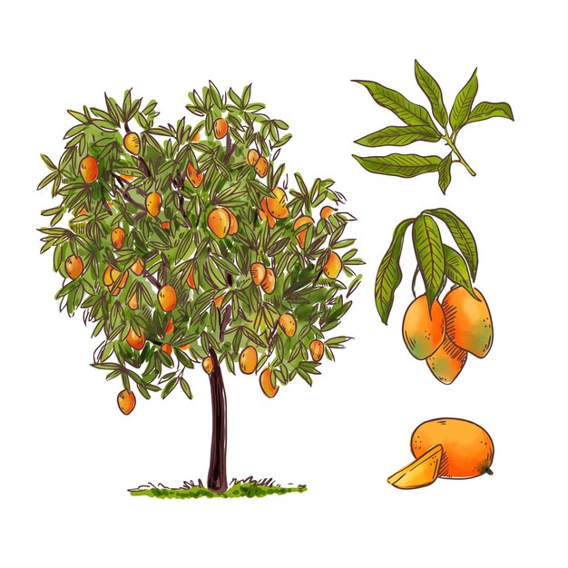 Botanical mango tree illustration