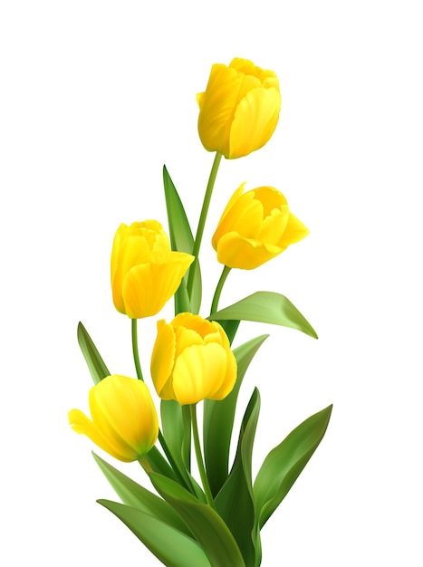 Bouquet of spring yellow tulips on white.