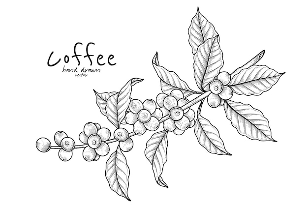 Branch of coffee with fruits Hand drawn illustration