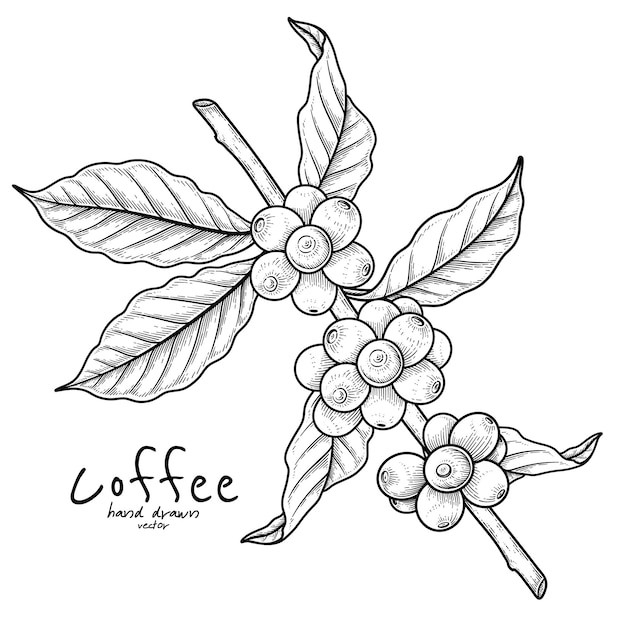 Branch of coffee with fruits Hand drawn illustration