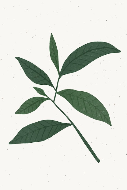 Free Vector branch with green leaves design element