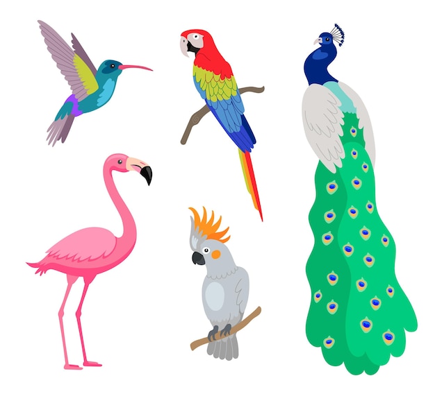 Free Vector bright tropical exotic birds cartoon vector illustration set