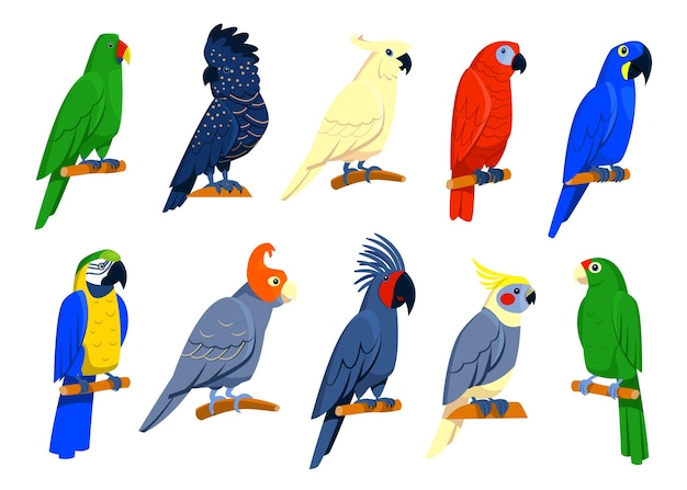 Free Vector bright tropical parrots set.