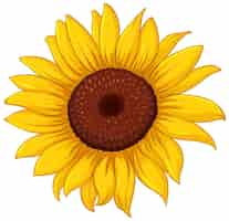 Free vector bright yellow sunflower design for decorations