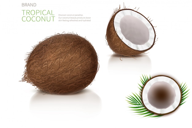 Free vector broken and whole coconut