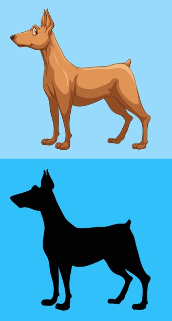 Brown dog on blue background