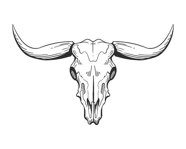 bull skull head isolated icon vector