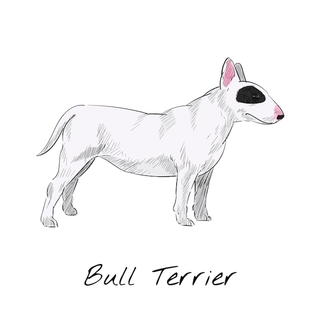 Free Vector bull terrier 