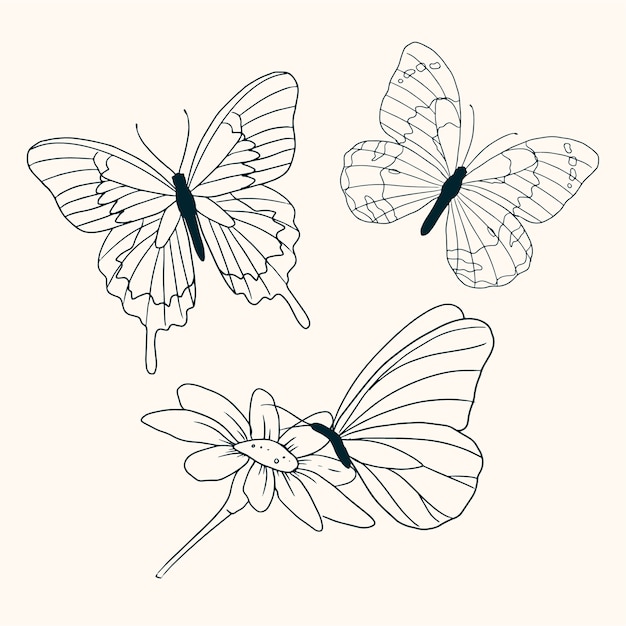 Butterfly illustration set