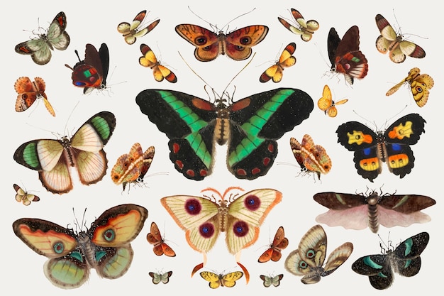 Free vector butterfly and moth insect vector vintage illustration set