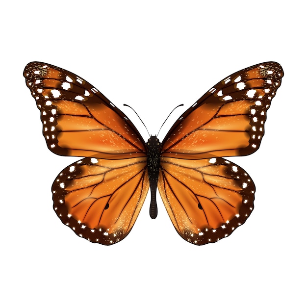 Butterfly realistic isolated