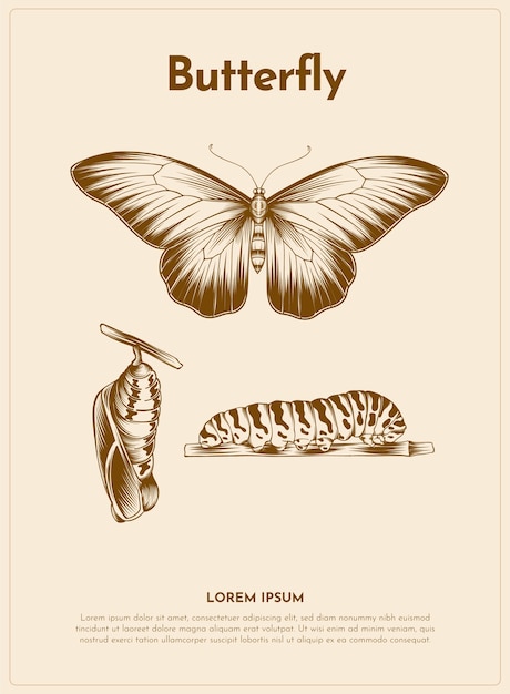 Free Vector butterfly retro animal illustration