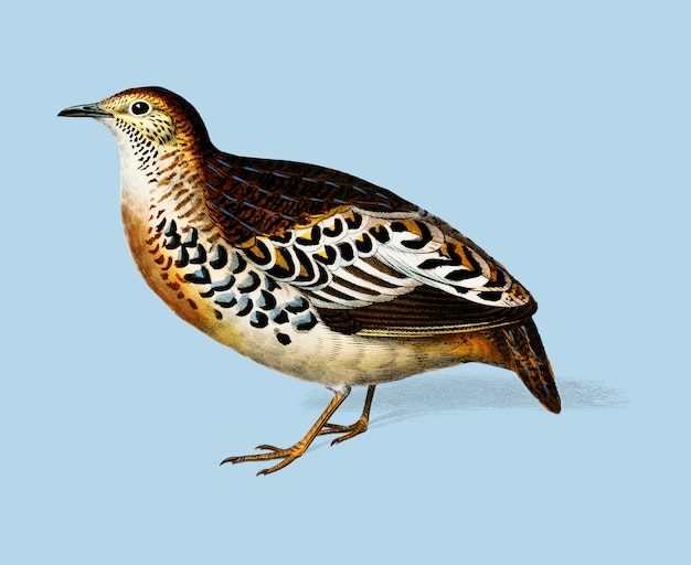 Free Vector buttonquail (curnix tachydrome) illustrated by charles dessalines d'orbigny (1806-1876). 