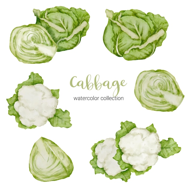 Free Vector cabbage in watercolor collection with full and slice and cut in half