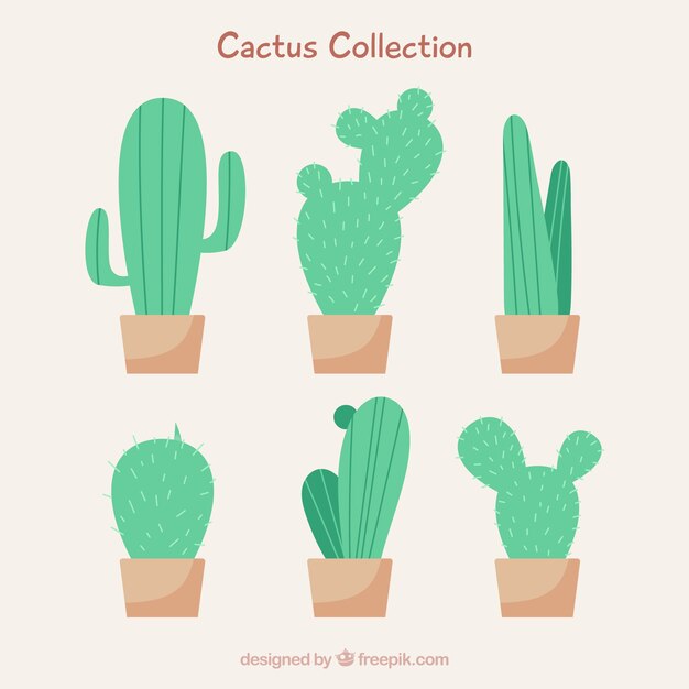 Cactus collection with classic style