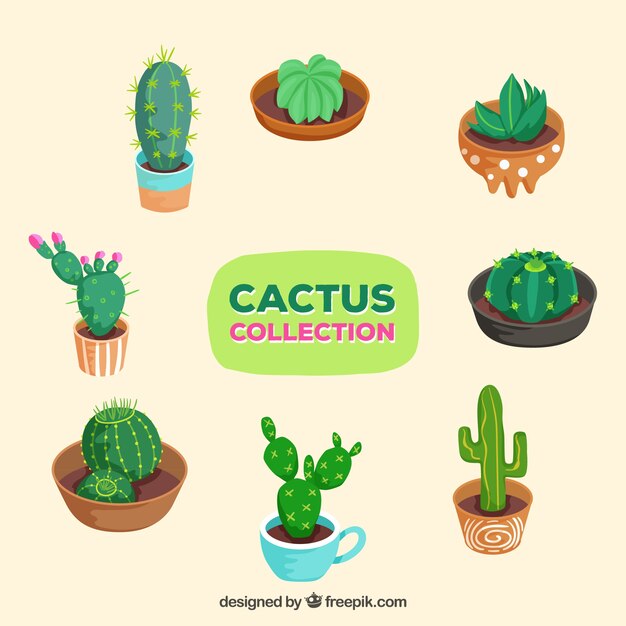 Cactus collection with mexican style