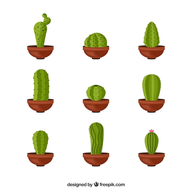 Free Vector cactus pack with flat deisgn