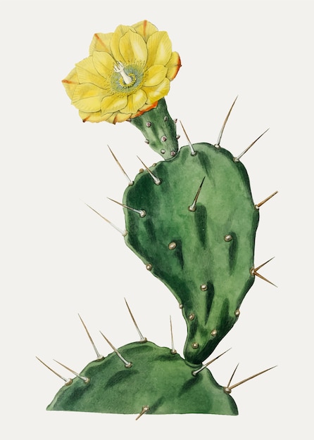 Cactus 