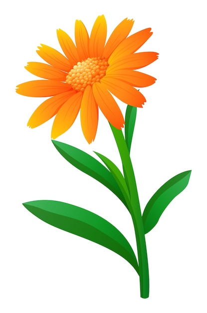 Free Vector calendula flower in orange color