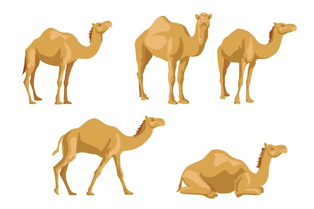 Camels sideways illustrations set.