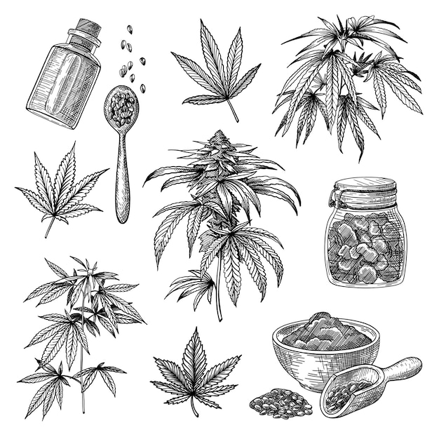 Cannabis or hemp engraved illustrations set