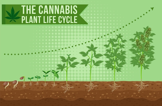 Free vector the cannabis plant life cycle