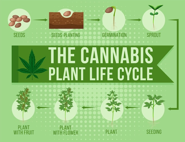 Free Vector the cannabis plant life cycle