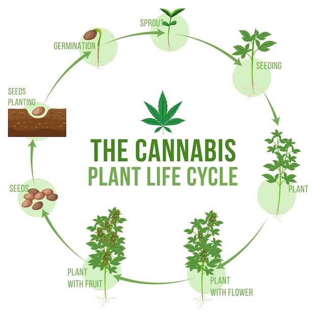 Cannabis plant life cycle