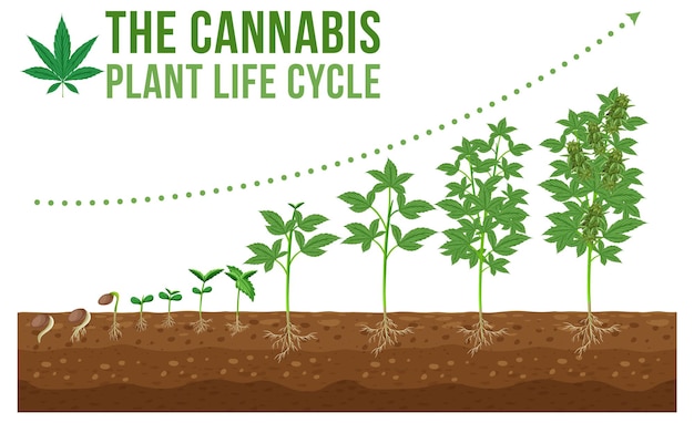 Free vector cannabis planting life cycle