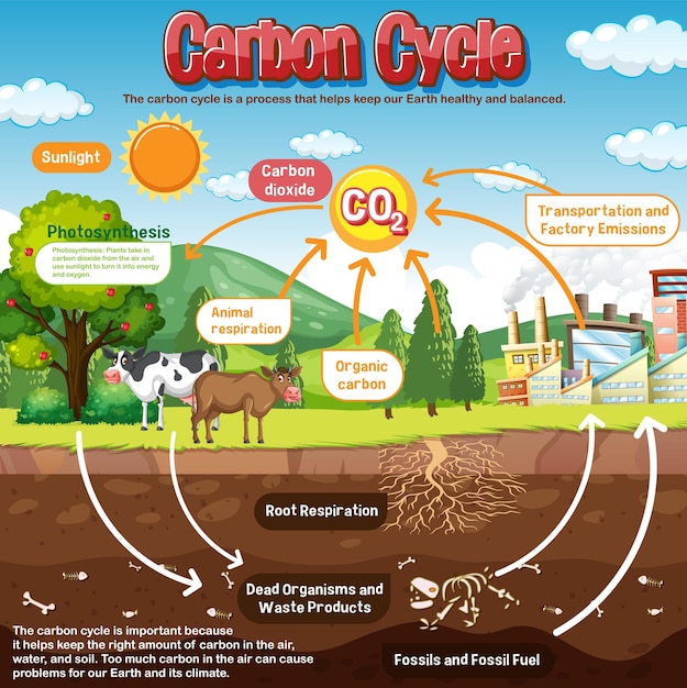 Carbon Cycle Diagram for Science Education