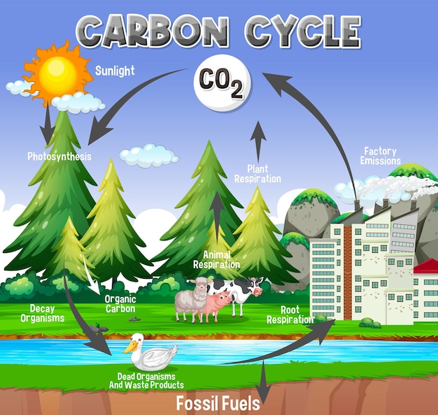 Carbon Cycle Diagram for Science Education