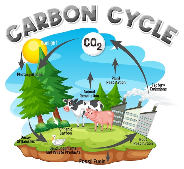 Free Vector carbon cycle diagram for science education