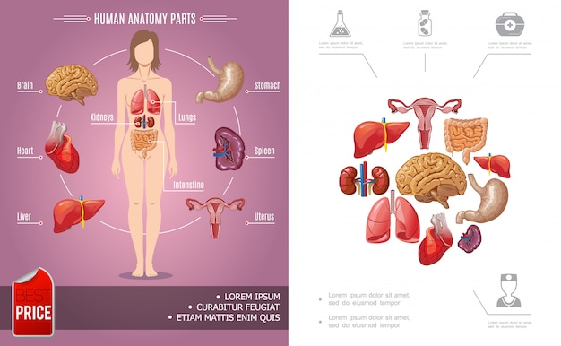 Cartoon human anatomy colorful composition with woman body parts and medical icons