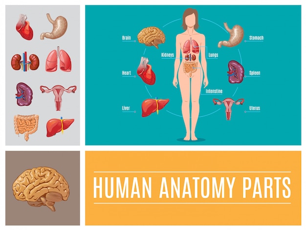 Free Vector cartoon human anatomy parts composition with brain liver stomach intestine heart spleen kidneys lungs female reproductive system