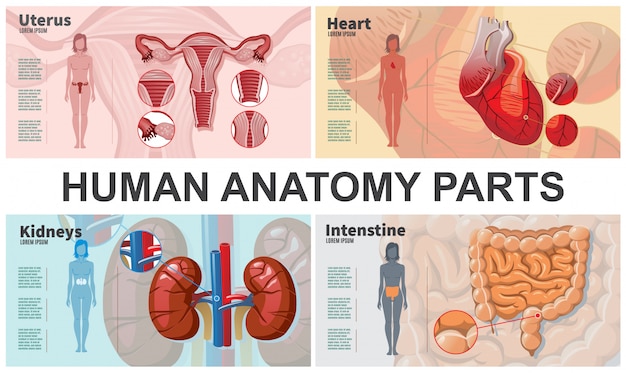 Free vector cartoon human organs composition with woman silhouettes kidneys intestine heart uterus anatomy