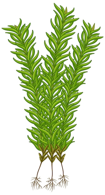 Free vector cartoon illustration of a moss plant