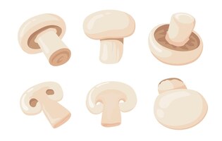 mushroom illustrations