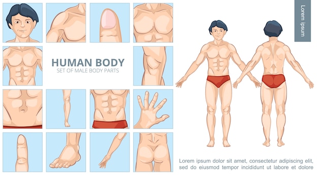 Free vector cartoon male body parts concept