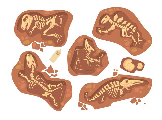 Cartoon set of different dinosaur fossils. Flat illustration.